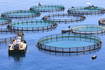 Antioxidant and antimicrobial solutions for aquaculture