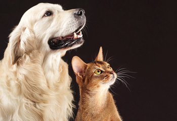 Specific technology developed for Pet Food products